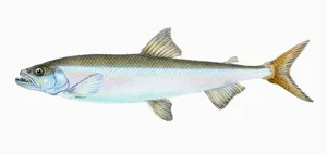 An anchovy fish, the emblem for the Anchovy static site generator